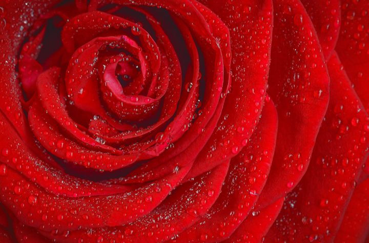 Marco Pinna: “La rosa”.